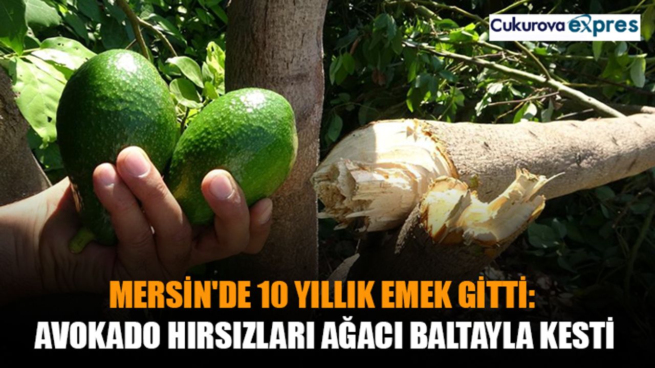 Mersin'de 10 yıllık emek gitti: Avokado hırsızları ağacı baltayla kesti