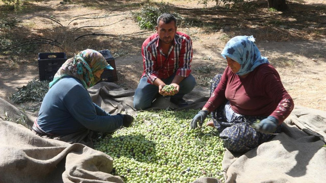 Mersin’de zeytin üreticileri hasat için işçi bulamıyor