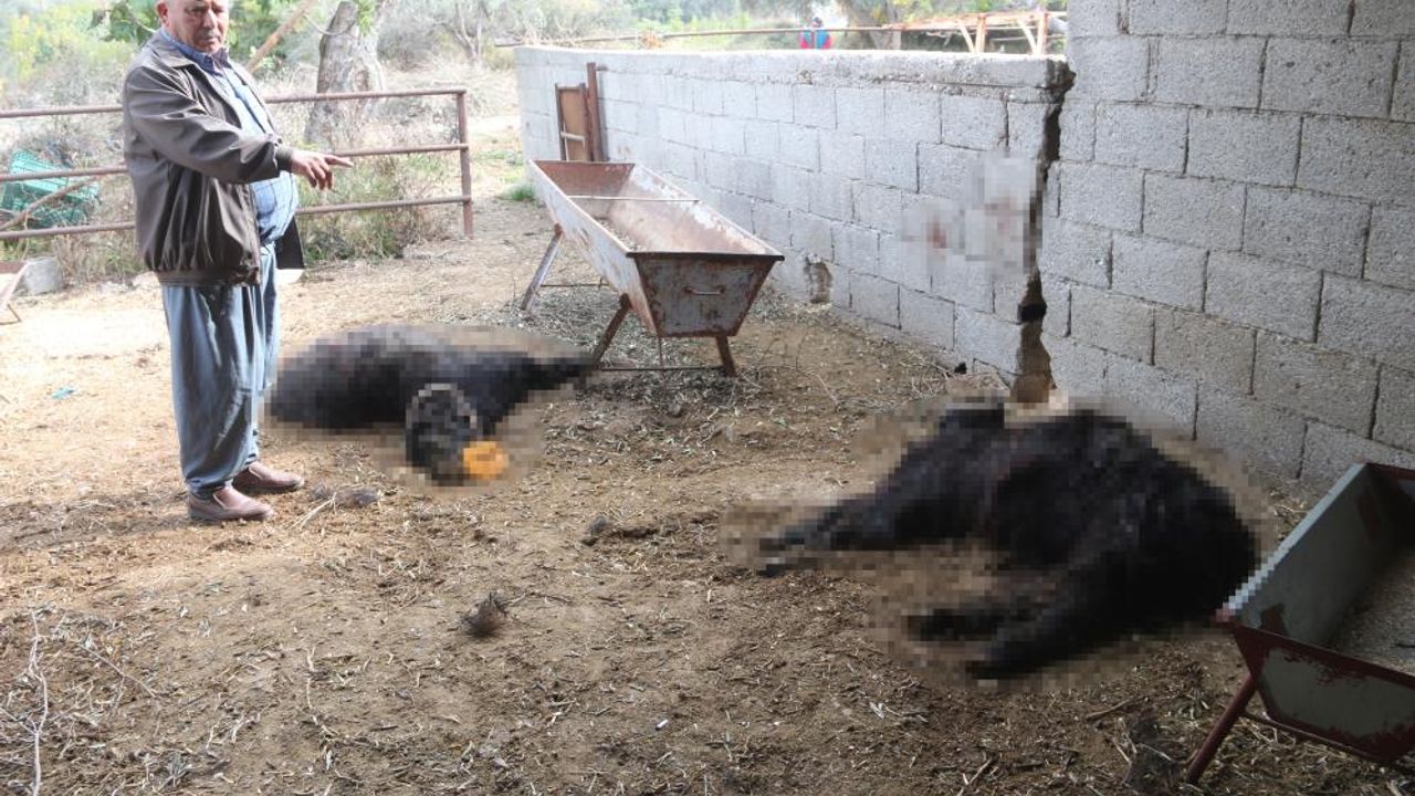 Mersin'de başıboş köpek dehşeti: Ağıldaki keçileri telef ettiler