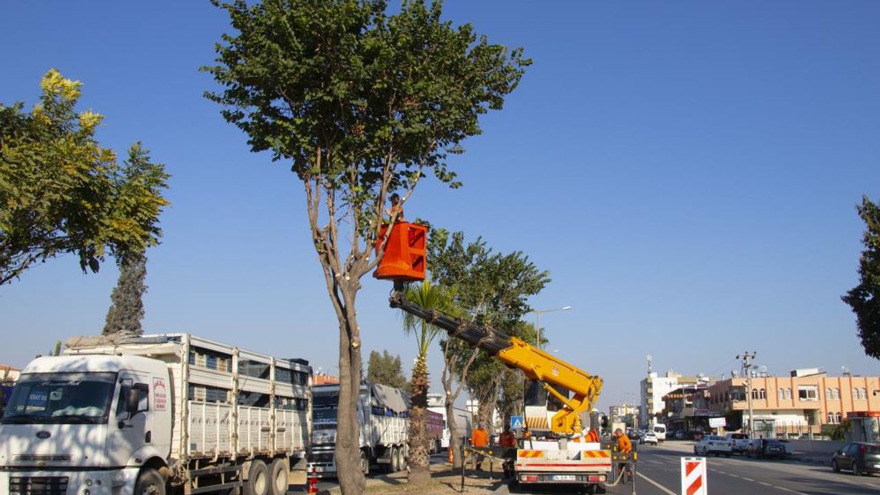 Mersin'de refüjlerdeki ağaçların bakımı yapılıyor
