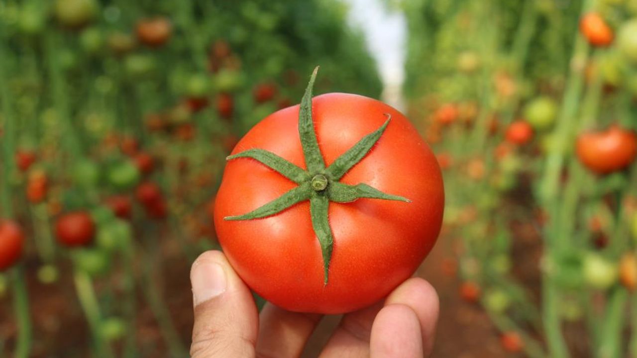 Mersin'de örtü altında domates hasadı başladı: İlk ürünler dünya kupası maçı oynanan Katar’a
