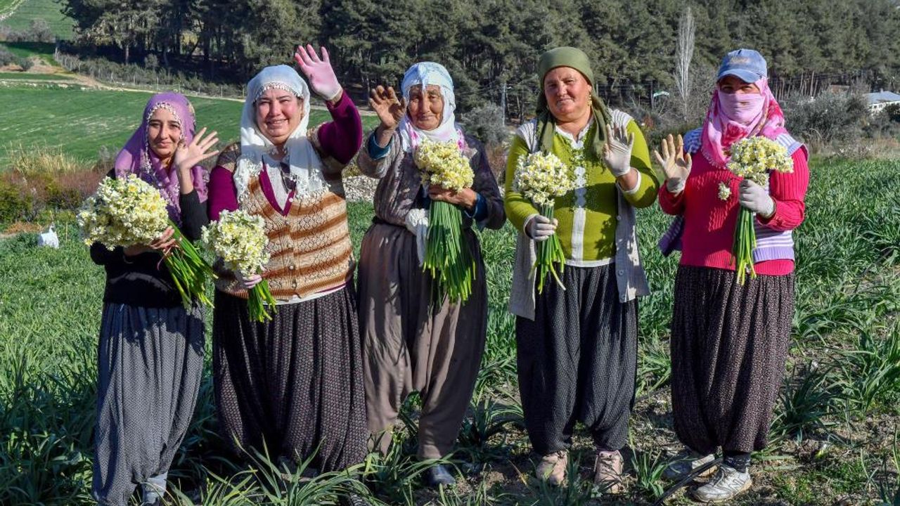 Mersin'de Nergis Festivali düzenlenecek