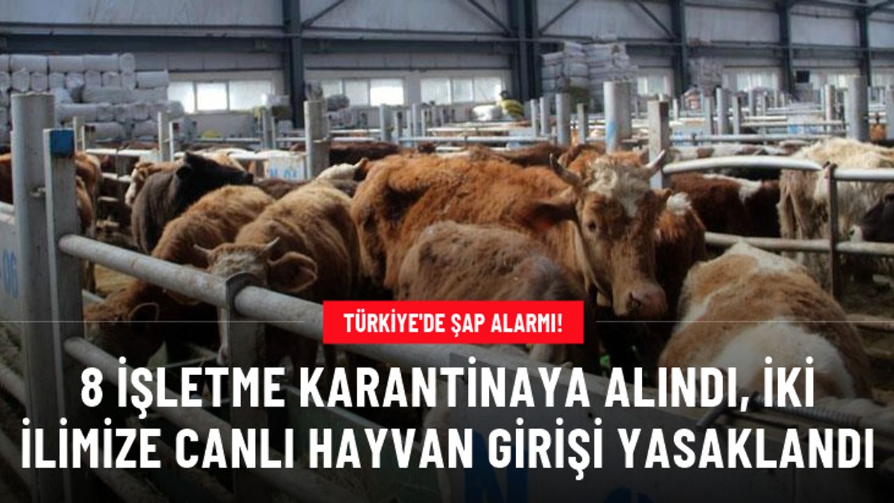 Türkiye'de şap alarmı! 8 işletme karantinaya alındı, iki ilimize canlı hayvan girişi yasaklandı