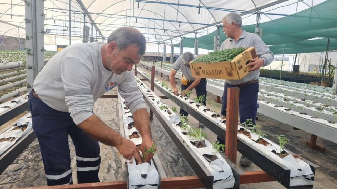 Mezitli Belediyesi, topraksız tarım için adım attı