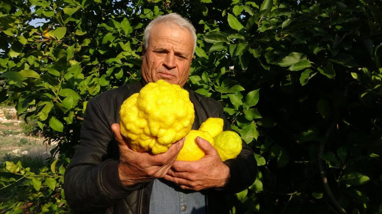 Mersin'de 1 kiloyu geçen sıra dışı büyüklükte bergamot yetiştirdi