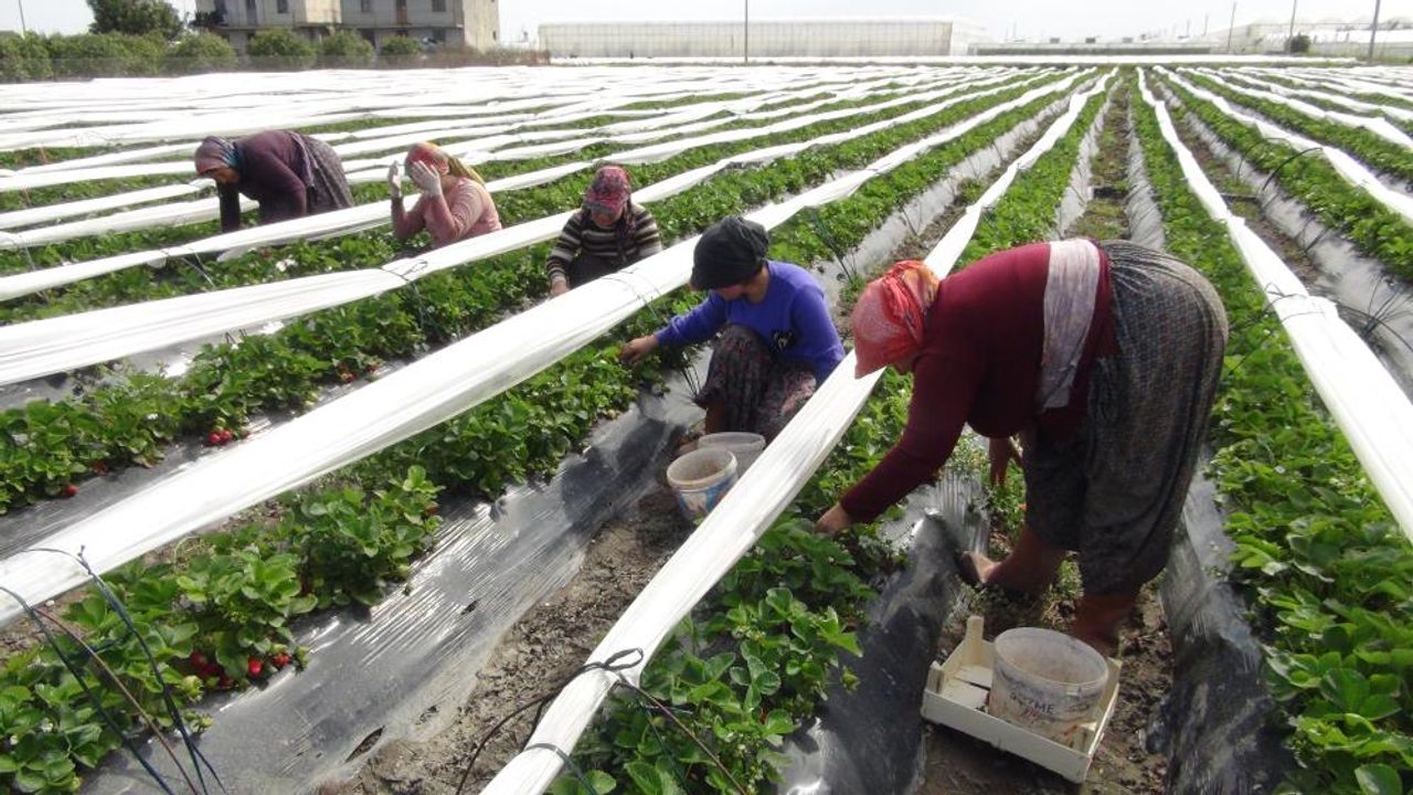 Mersin'de açıkta çilek hasadı başladı: 80 bin ton ürün bekleniyor
