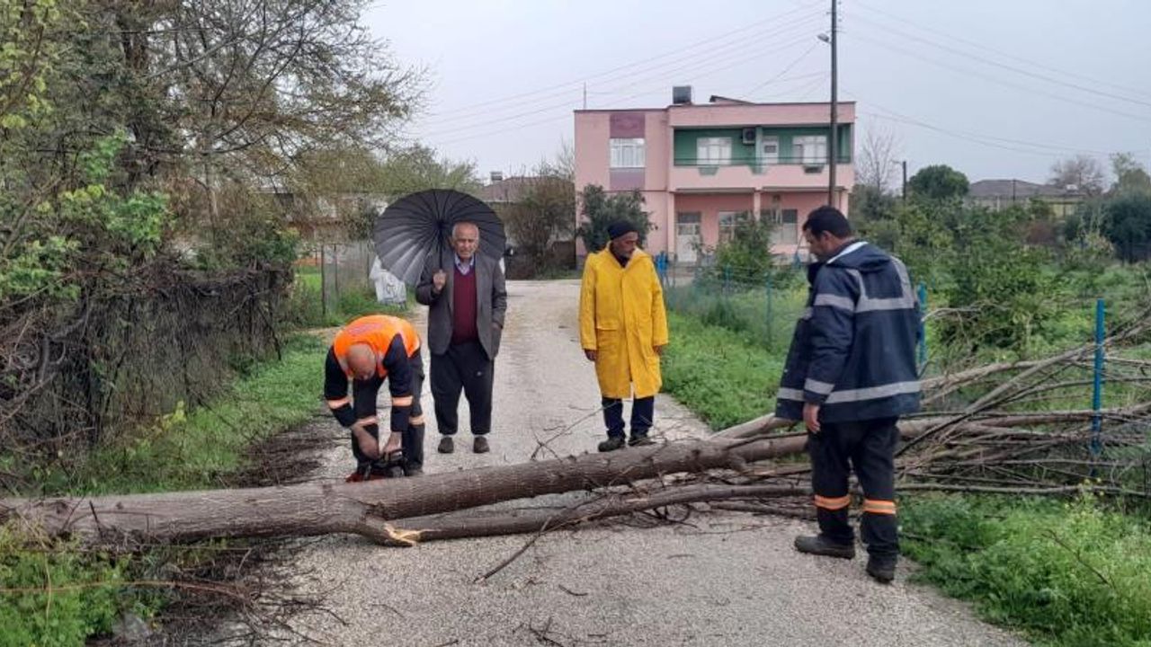 Kuvvetli rüzgar Kozan’da ağaçları devirdi