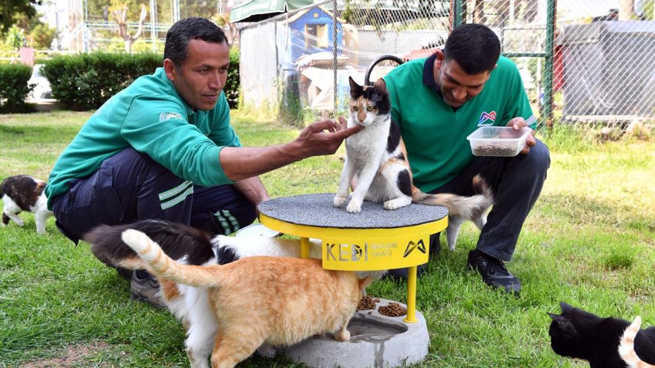 Mersin'de 2022 yılı içerisinde 6 bin 500 kedi ve köpek kısırlaştırıldı