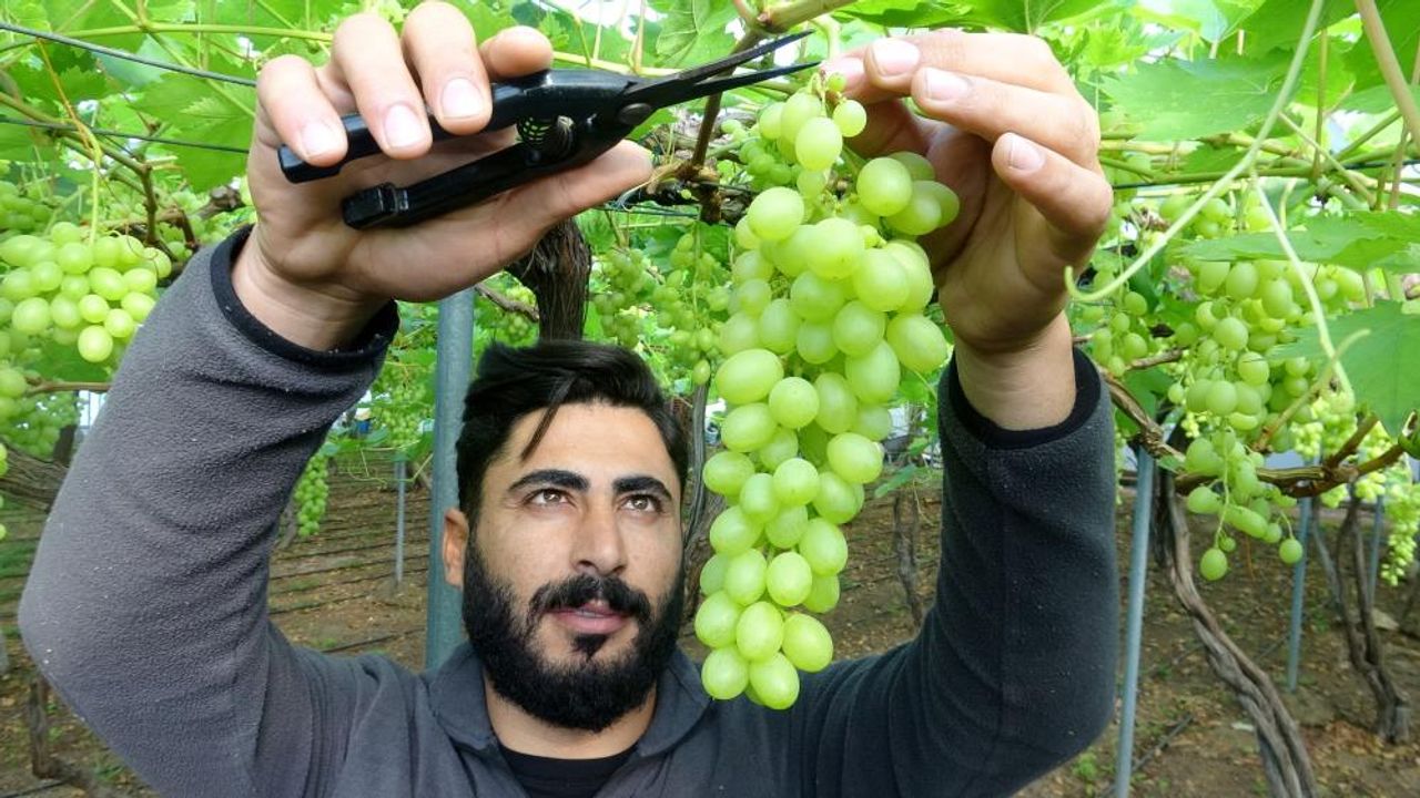 Mersin'de Turfanda üzüm çıktı, ilk siparişler Ortadoğu ve Rusya'dan