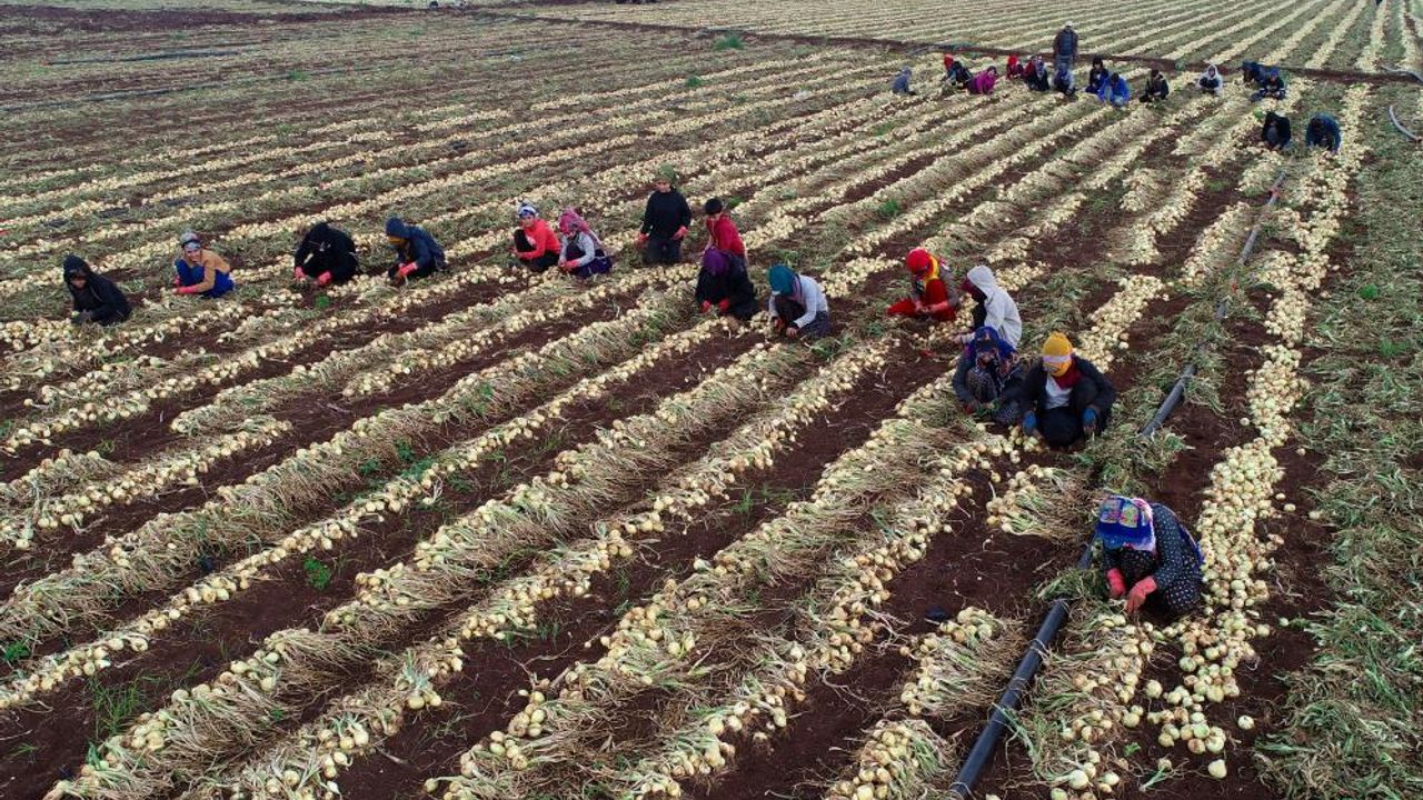 Adana'da soğanda yoğun hasat dönemi başlıyor, fiyatlar düşecek