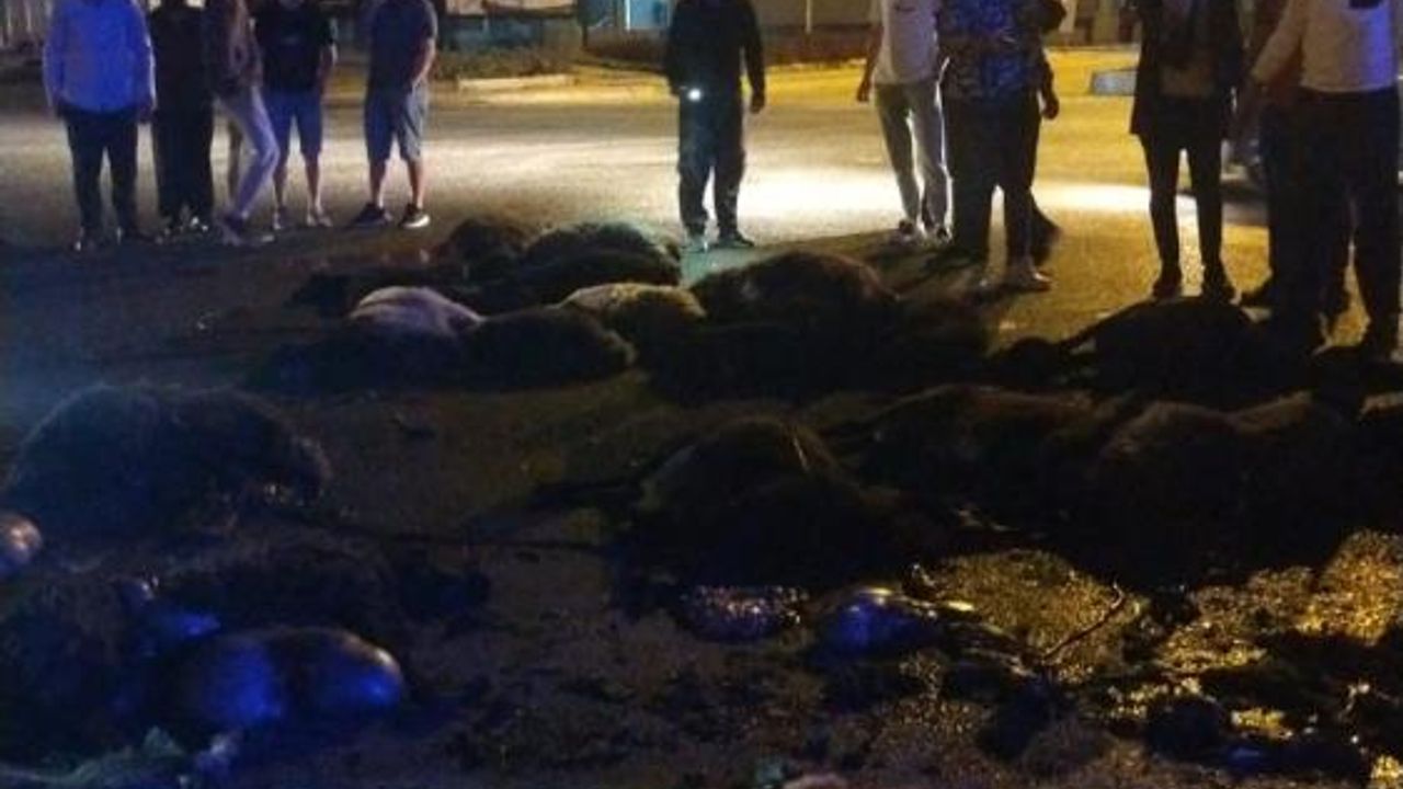 Mersin'de sürüye otomobil çarptı, 20 koyun telef oldu