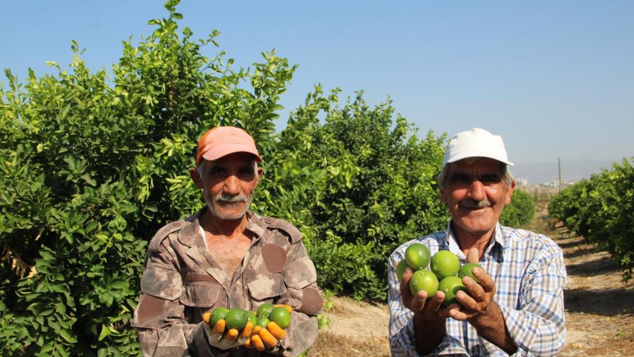 Türkiye’nin ilk 'lime' cinsi limon hasadı Silifke’de yapıldı