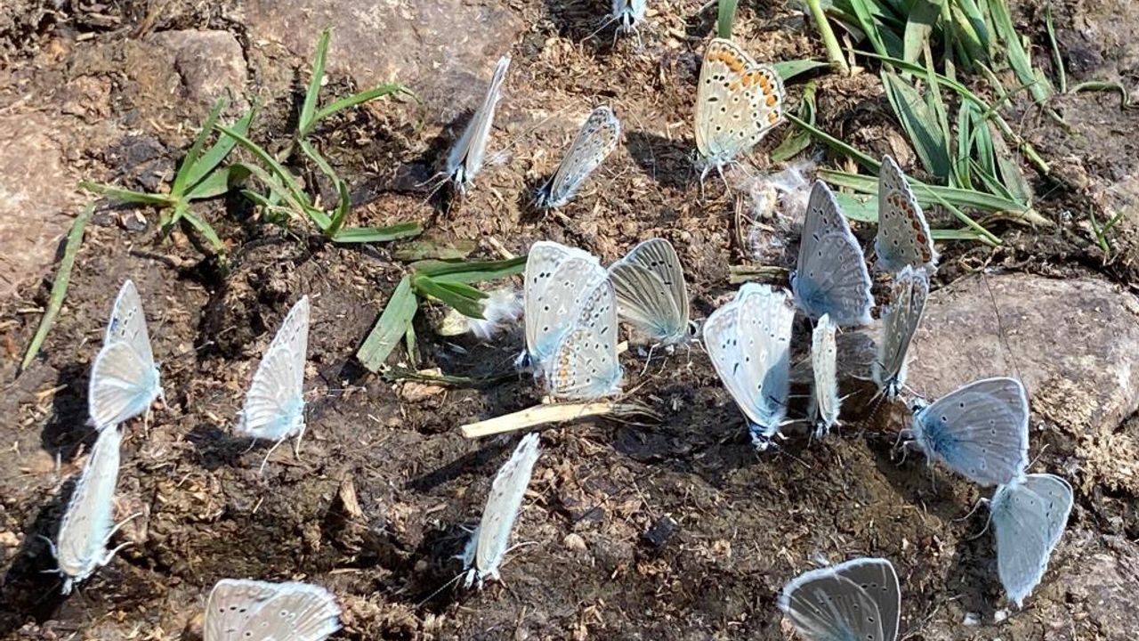 Bahar havası yaşanan yaylada yüzlerce kelebek görsel şölen sundu