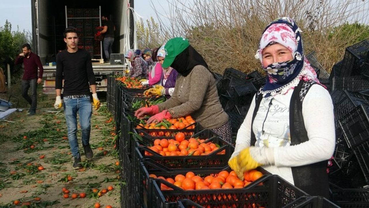 Adana ve Mersin'de narenciye işçi fiyatları 447 TL olarak belirlendi