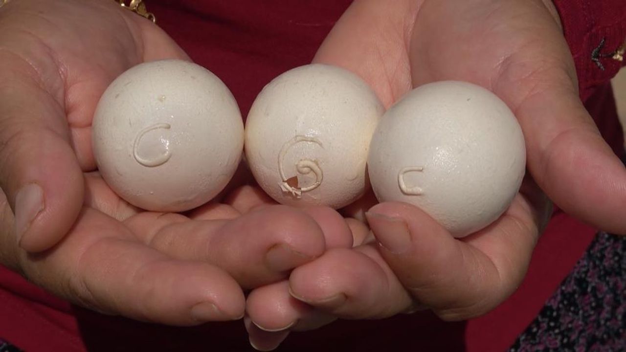 Mersin'de yumurtanın üzerinde tavuğun sahibinin isim ve soy isminin baş harflerinin olduğu iddiası