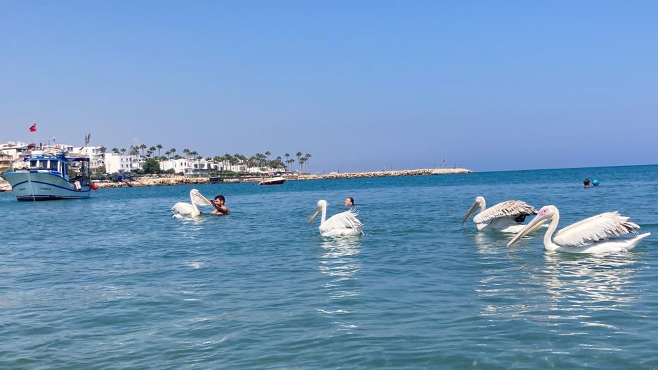 Mersin'de 4 pelikan denizde tatilcilere eşlik etti, renkli görüntüler ortaya çıktı