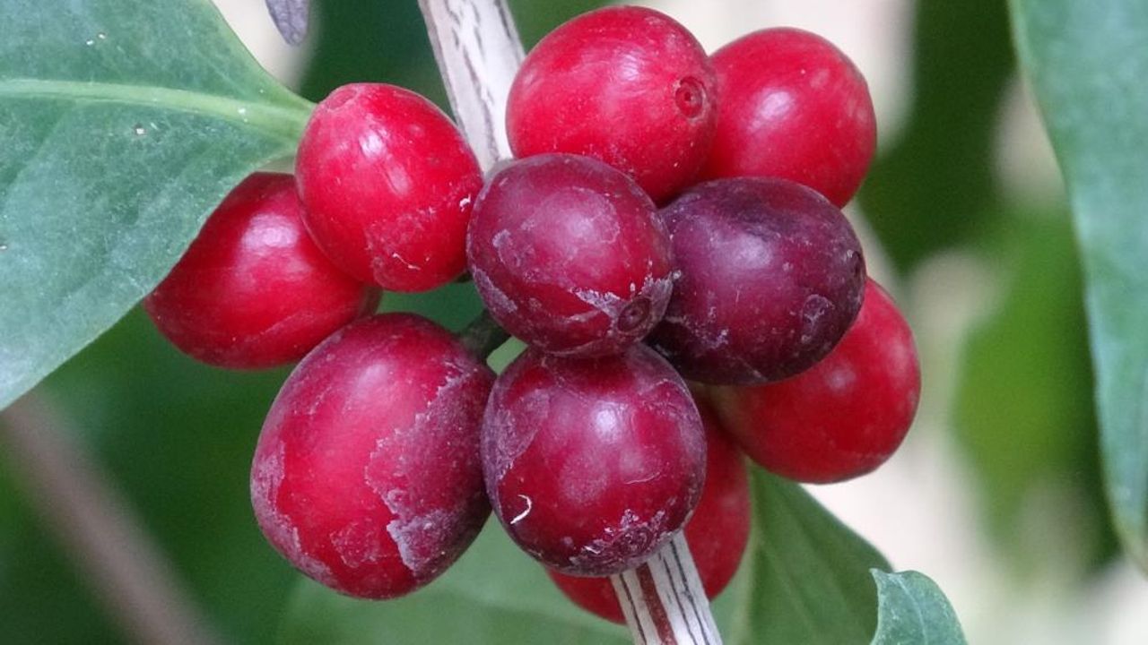 Kahve ağacı yetiştiren Mersinli üretici ilk ürünlerini aldı