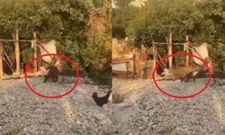 Mersin'de bahçelere zarar veren domuzlar artık tavukları götürmeye başladı