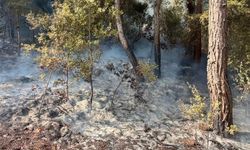 Adana'daki iki orman yangınından biri kontrol altına alındı