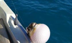Mersinli balıkçılar 'balon balığı avcılığına yönelik teşvik'ten memnun