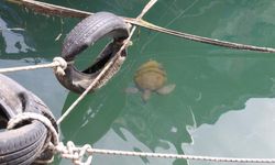 Vatandaşlar tarafından beslenen deniz kaplumbağaları balıkçı barınağını mesken edindi