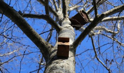 Rize’de belediyeden ağaçlara kuş yuvası