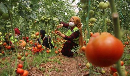 Belediye serasında yetiştirilen domatesler ihtiyaç sahiplerine dağıtılıyor