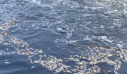 Dicle Nehri’nde telef olan binlerce balık su yüzeyine çıktı