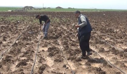 Dolu yağışı ekili arazileri vurdu