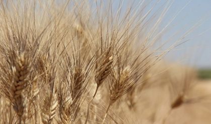 Edirne’de buğday 5 lira 152 kuruştan satıldı