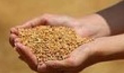Edirne’de buğday 5 lira 473 kuruştan satıldı