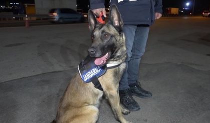 Narkotik köpeği ’Tepe’ buldu, sırt çantasından uyuşturucu çıktı