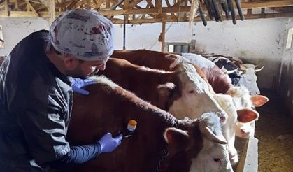 Yozgat’ta 150 bin büyükbaş hayvana şap aşısı yapılıyor