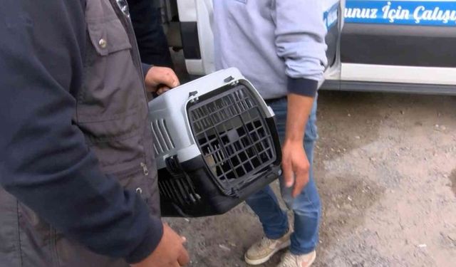 Kadıköy’de patlamada mahsur kalan kediyi ekipler kurtardı