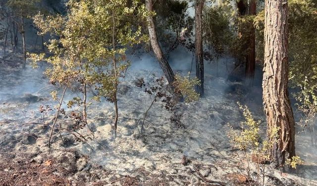 Adana'daki iki orman yangınından biri kontrol altına alındı
