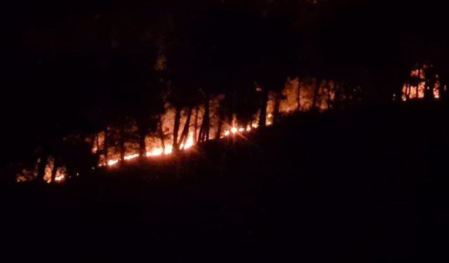 Adana Kozan'daki orman yangını söndürüldü