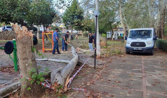 Adana'da 30 yıllık çınar ağacı fırtınada yıkıldı