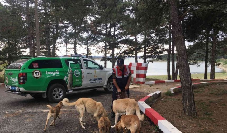 Jandarma açlıktan bitkin düşen sokak hayvanlarını besledi