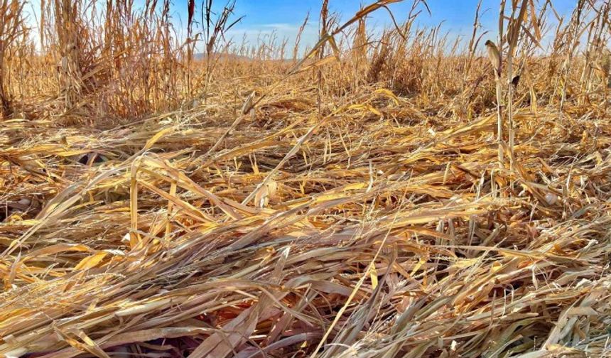 Mardin’de şiddetli rüzgar mısırları yere yatırdı