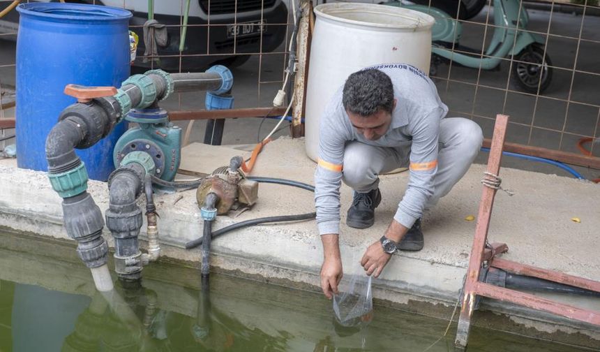 10 bin sulama göletine binlerce 'Lepistes' balığı bırakıldı